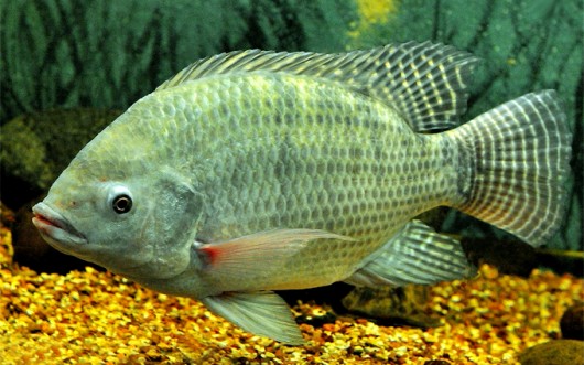 peixe-tilapia